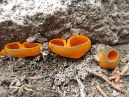 Attēlu rezultāti vaicājumam “Caloscypha fulgens”