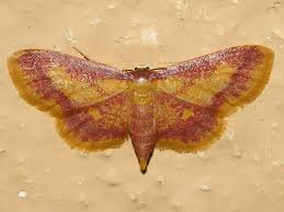 Attēlu rezultāti vaicājumam “Idaea muricata”