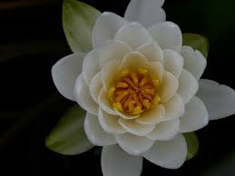 Attēlu rezultāti vaicājumam “Nymphaea candida flower”