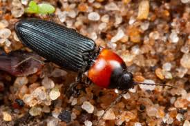 Attēlu rezultāti vaicājumam “Cardiophorus ruficollis”