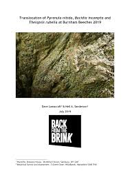 Attēlu rezultāti vaicājumam “Thelopsis rubella”