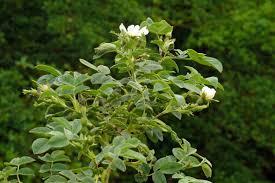 Attēlu rezultāti vaicājumam “Rosa villosa”