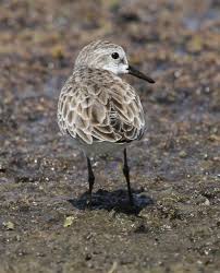 Attēlu rezultāti vaicājumam “Calidris minuta”