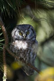 Image result for Aegolius funereus