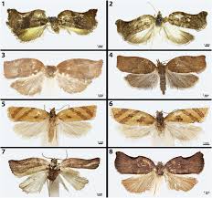 Attēlu rezultāti vaicājumam “Pandemis heparana”