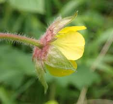 Attēlu rezultāti vaicājumam “Geum x intermedium”