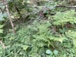 Attēlu rezultāti vaicājumam “Glyceria lithuanica”