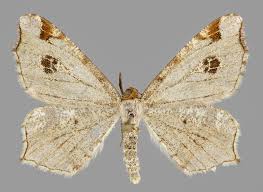 Attēlu rezultāti vaicājumam “Macaria notata”