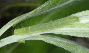 Attēlu rezultāti vaicājumam “Nycteola degenerana”