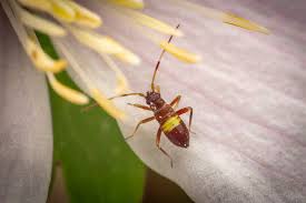 Attēlu rezultāti vaicājumam “Closterotomus biclavatus”