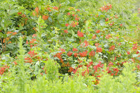 Attēlu rezultāti vaicājumam “Physocarpus opulifolius”