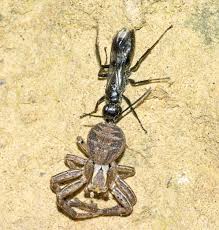 Attēlu rezultāti vaicājumam “Dipogon sp.”