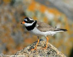Attēlu rezultāti vaicājumam “Charadrius hiaticula adult”