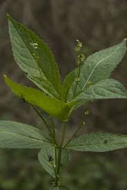 Attēlu rezultāti vaicājumam “Mercurialis perennis”