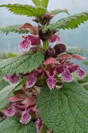 Attēlu rezultāti vaicājumam “Lamium”