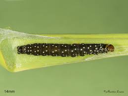 Attēlu rezultāti vaicājumam “Aphelia paleana larva”