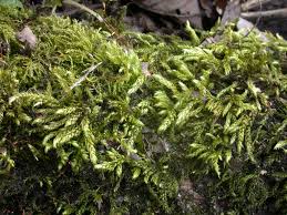 Attēlu rezultāti vaicājumam “Brachythecium salebrosum sporophyte”