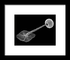 Attēlu rezultāti vaicājumam “Didymium sp.”