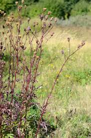 Attēlu rezultāti vaicājumam “Serratula tinctoria flower”