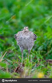 Image result for Gallinago media