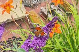 Image result for Sutton Churches Tennis Club