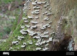 Attēlu rezultāti vaicājumam “Trichaptum abietinum”