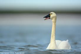 Attēlu rezultāti vaicājumam “Anseriformes”