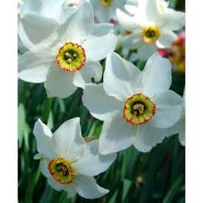 Attēlu rezultāti vaicājumam “Narcissus poeticus”