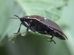 Attēlu rezultāti vaicājumam “Jalla dumosa”