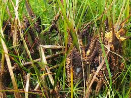 Attēlu rezultāti vaicājumam “Badhamia lilacina”