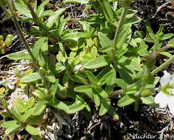 Attēlu rezultāti vaicājumam “Cerastium arvense leaf”