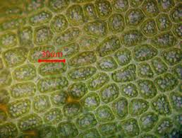 Attēlu rezultāti vaicājumam “Tritomaria exsecta macro”