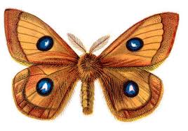 Attēlu rezultāti vaicājumam “Aglia tau”