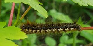Attēlu rezultāti vaicājumam “Euthrix potatoria”