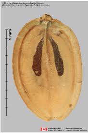 Attēlu rezultāti vaicājumam “Heracleum sosnowskyi fruit”