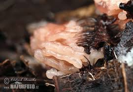 Attēlu rezultāti vaicājumam “Stemonitis herbatica”