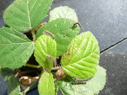 Attēlu rezultāti vaicājumam “Lasiocampa quercus larva”