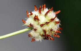 Attēlu rezultāti vaicājumam “Trifolium fragiferum fruit”