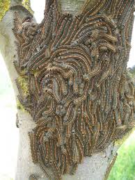 Attēlu rezultāti vaicājumam “Malacosoma neustria”