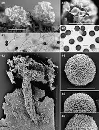 Attēlu rezultāti vaicājumam “Didymium difforme sessile”
