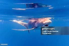 Image result for Alopias vulpinus