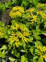 Attēlu rezultāti vaicājumam “Sedum aizoon fruit”