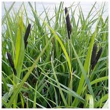 Attēlu rezultāti vaicājumam “Carex acutiformis leaf”