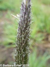 Attēlu rezultāti vaicājumam “Alopecurus pratensis”