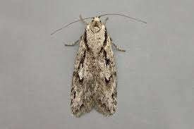 Attēlu rezultāti vaicājumam “Semioscopis avellanella”