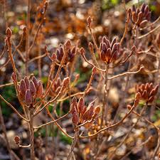 Attēlu rezultāti vaicājumam “Rhododendron canadense”