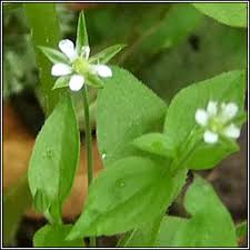 Attēlu rezultāti vaicājumam “Moehringia trinervia flower”