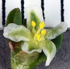 Attēlu rezultāti vaicājumam “Polygonum aviculare flower”
