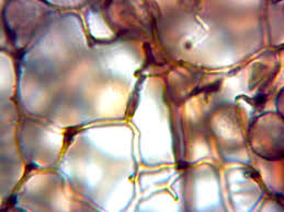 Attēlu rezultāti vaicājumam “Stemonitis pallida var. rubescens stalked”