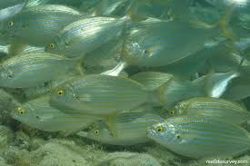 Image result for Sarpa salpa